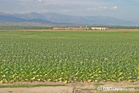 Postcard Cáceres, Extremadura: Un tabacal extremeño