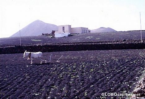 Postcard Ultra modern agriculture?