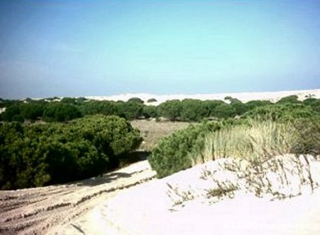 Postcard Doñana 1 -  sand dunes