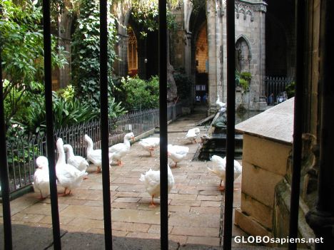Postcard Twelve gooses in the Cathedral