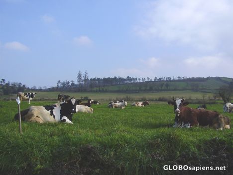 Postcard Galician cows watching me