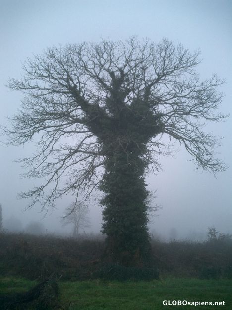 Postcard Tree in the middle of the mist