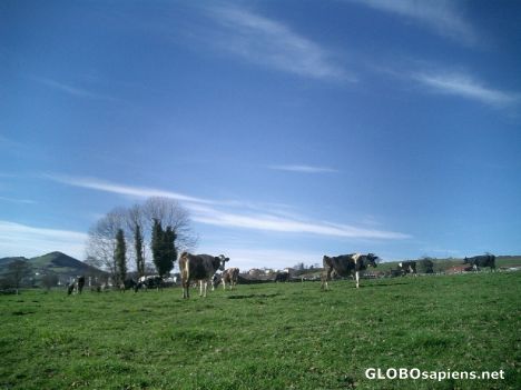 Postcard Galician cows