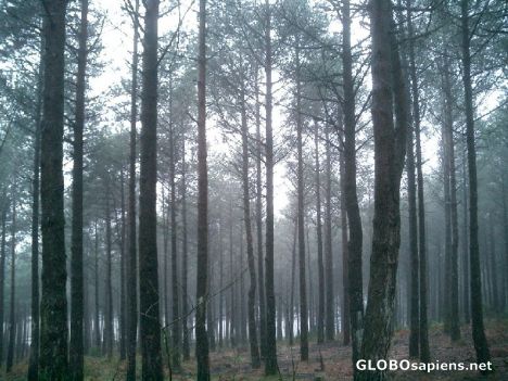 Postcard Galician trees