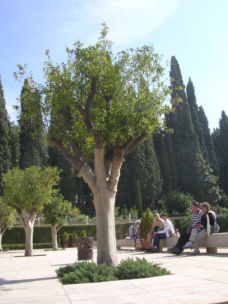 Postcard Trees in dress in the Generalife