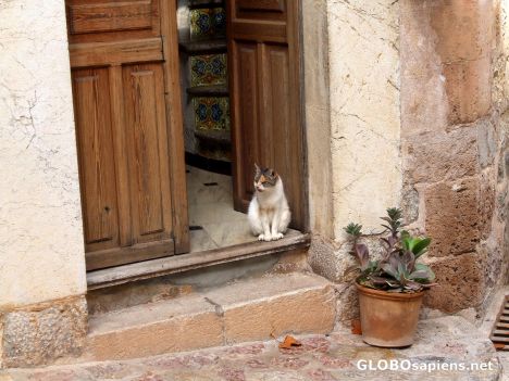 Postcard Cat in doorway