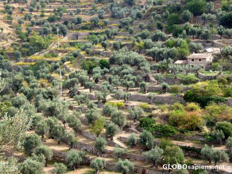 Postcard Olive trees