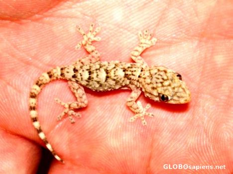Postcard Baby gecko
