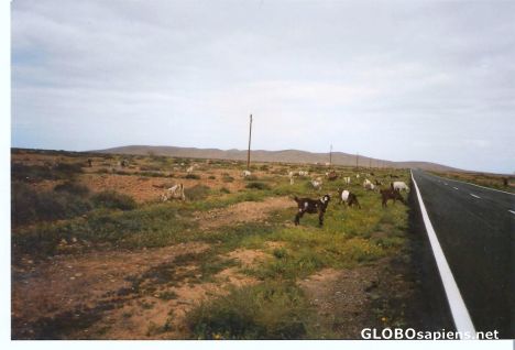 Postcard Goats!