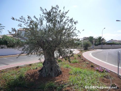 Postcard Old Olive Tree