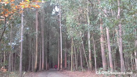 Postcard Tall eucalyptus forest
