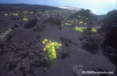 Postcard Flowers on Lava Field
