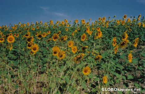 Postcard Sunflowers