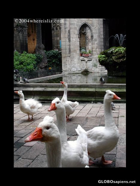 Postcard Gardian Geese, Old Cathedral, Barcelona