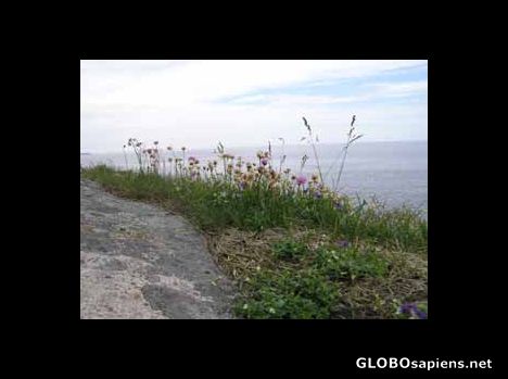 Postcard Flowers on the Swedish west coast
