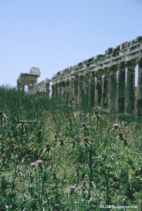 Postcard Apameia - ancient city