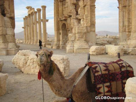 Postcard A Camel in Palmyra