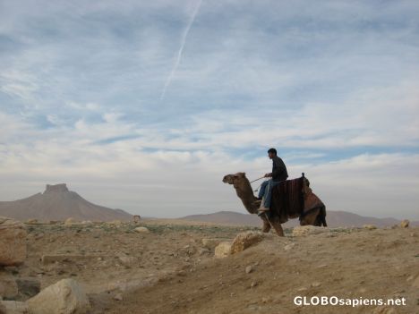 Postcard Riding a Camel