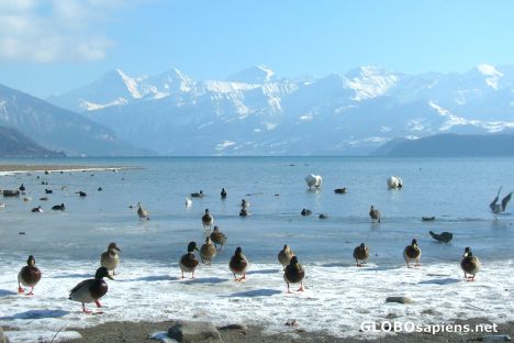 Postcard Lake of Thun and Bernese Alps