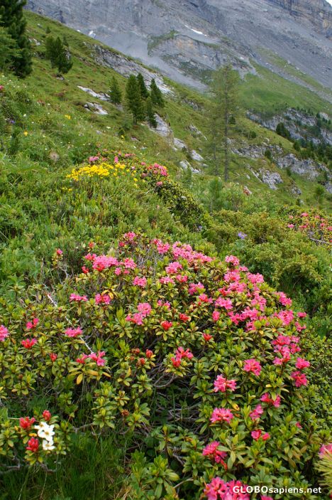 Postcard Alpine flora in the Sagiwald