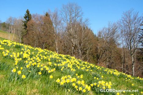Postcard Wild Daffodils