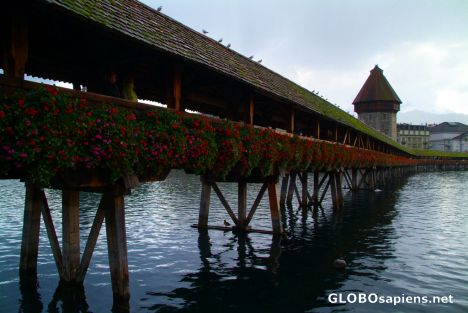 Postcard Lucerne - the Chapel Bridge flower boxes