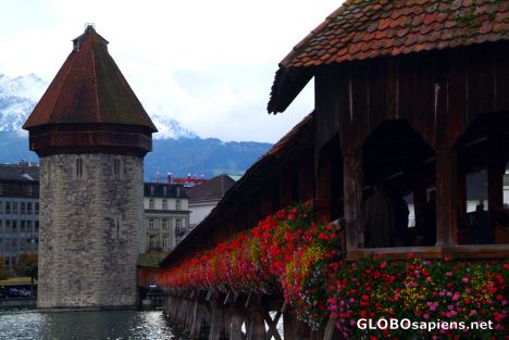 Postcard Lucerne - the Chapel Bridge's flower boxes