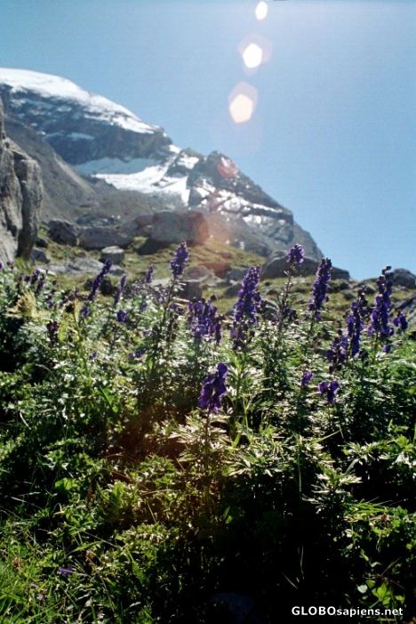 Postcard Mountain flowers