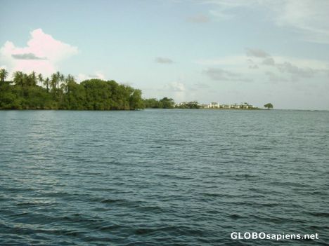 Postcard Mangrove Lagoon