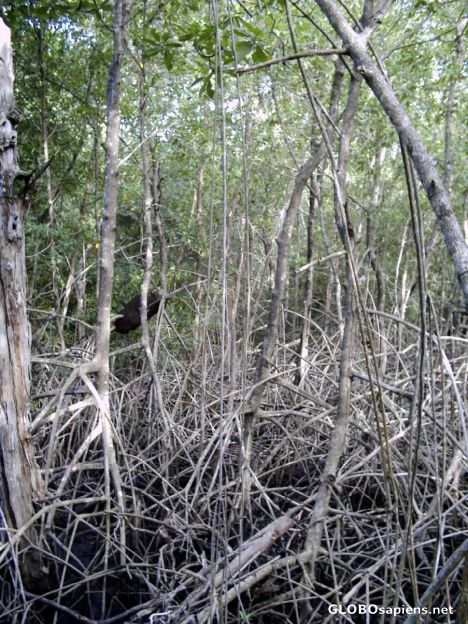 Postcard Mangrove Swamp