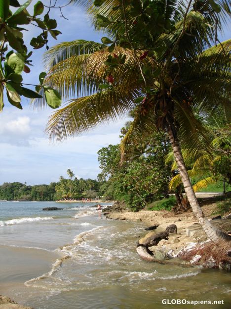 Postcard Coconut trees