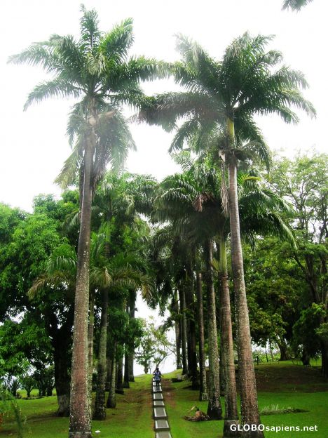 Postcard Tobago Botanical Garden