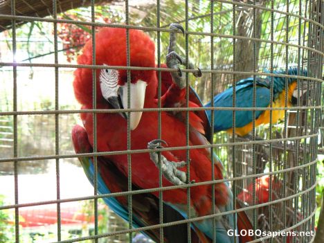 Postcard Caged macaw