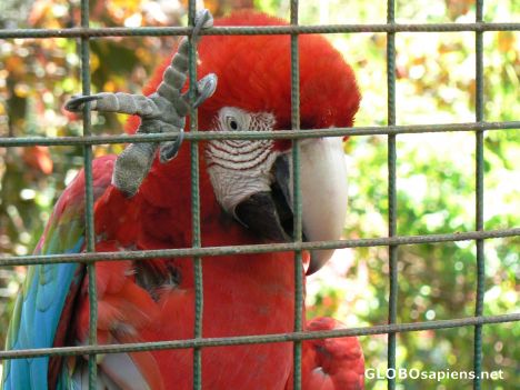 Postcard Caged macaw 2
