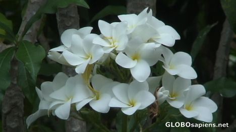 Postcard Frangipani flowers from Tobago