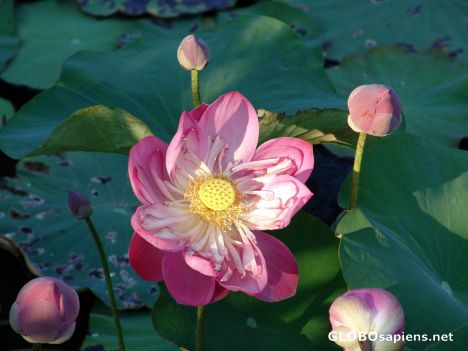 Postcard Lotus flower and buds
