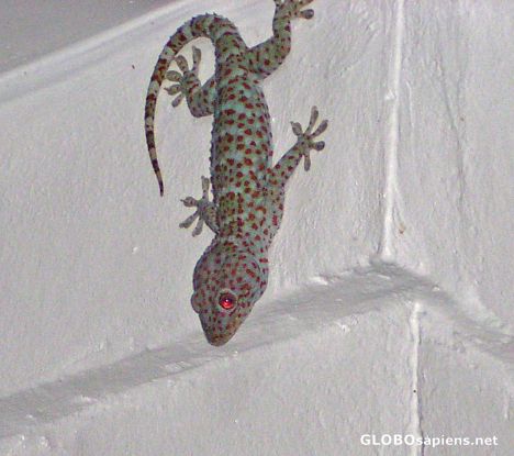 Postcard Huge Gecko