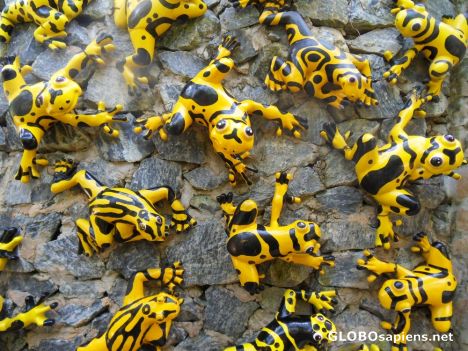 Postcard yellow frogs