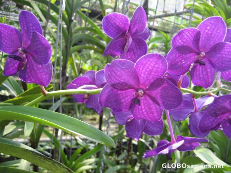 Postcard Sai Nam Phung Orchid Farm