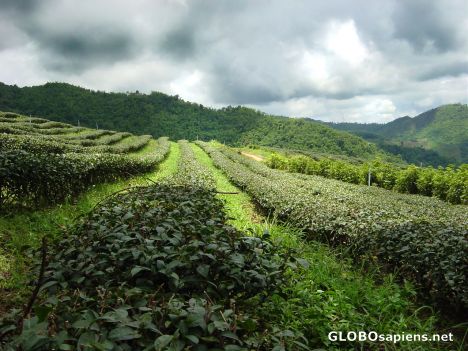 Postcard Oolong Tea plantations