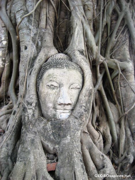 Budda head within tree roots