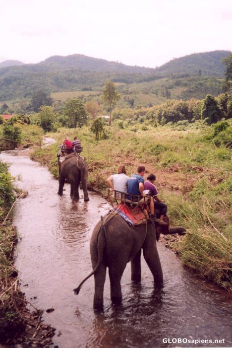 Postcard Elephant Riding Near Chiang Mai