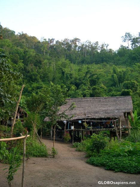 Postcard Hut in the Jungle
