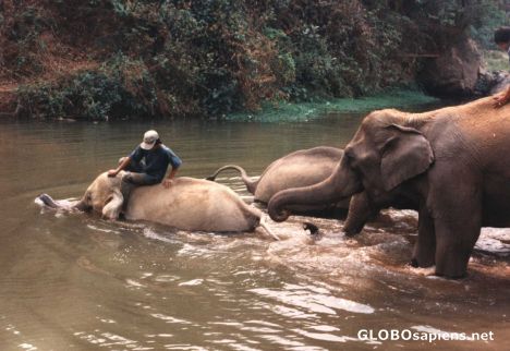 Postcard ELEPHANTS IN CHIANG MAI -THAILAND-