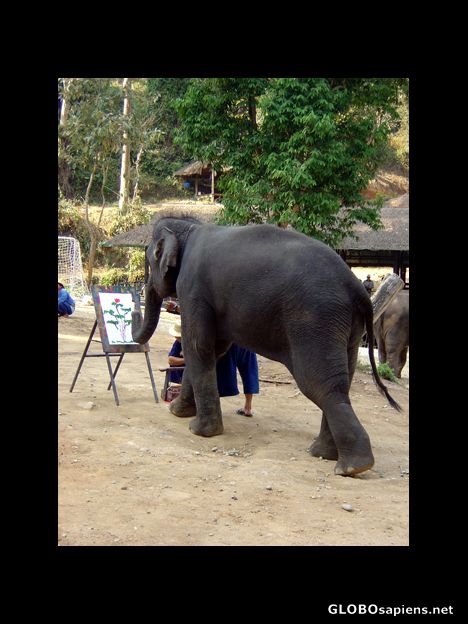Postcard Elephants can paint!