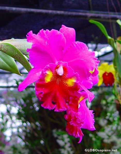 Postcard Hot-pink Orchid