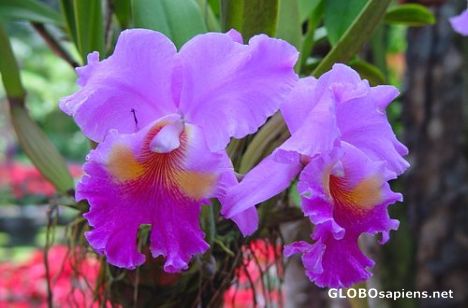 Postcard Purple Orchids