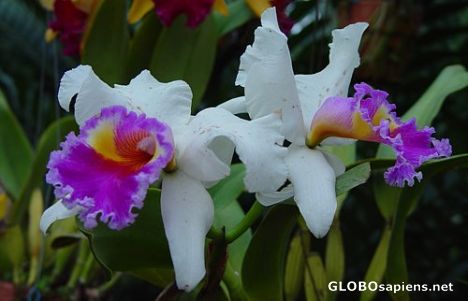 Postcard White Orchids