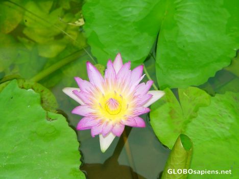 Postcard Water Lily