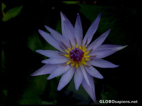 Postcard Lotus Blossom